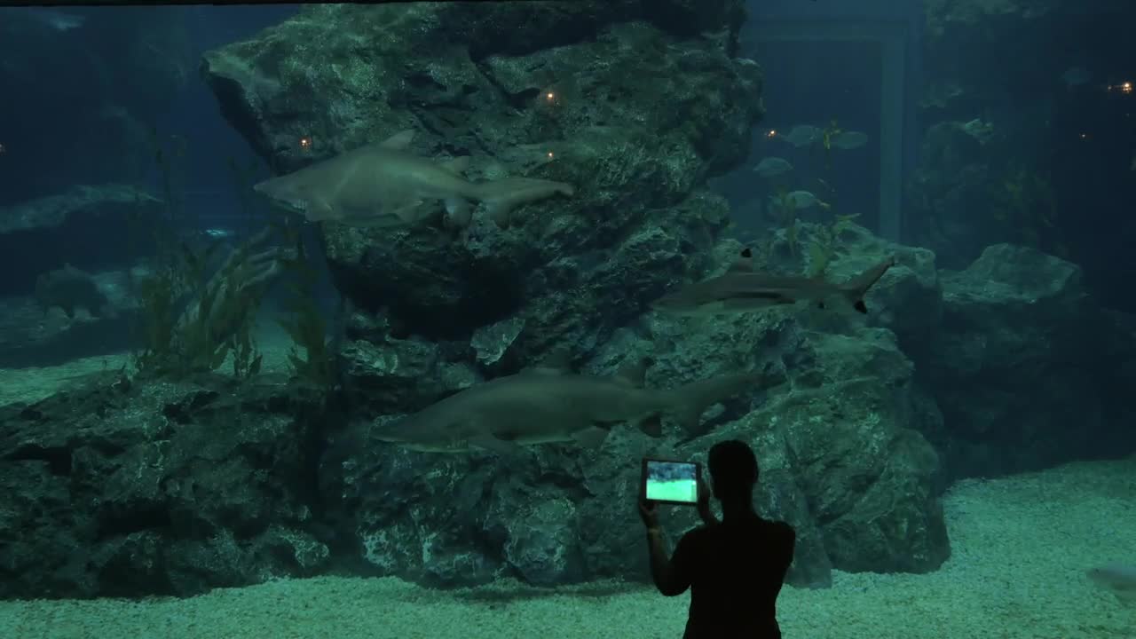 Free Stock Video Sharks In A Large Tank  LargeLive Wallpaper - Free Download