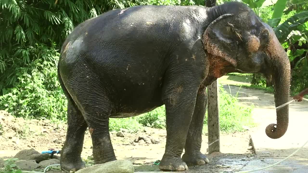 Stock Video Elephant Taking A Bath Live Wallpaper For PC - Free Download