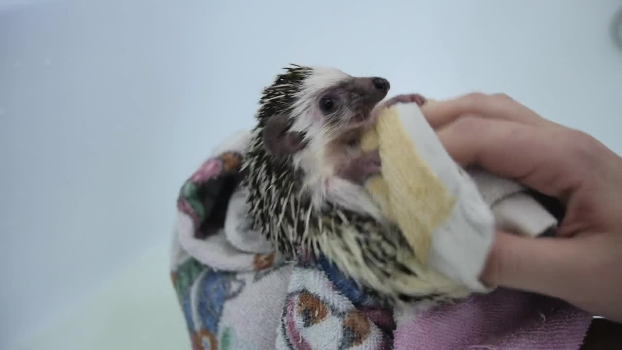 Stock Footage Washing A Pet Hedgehog Live Wallpaper - Free Download