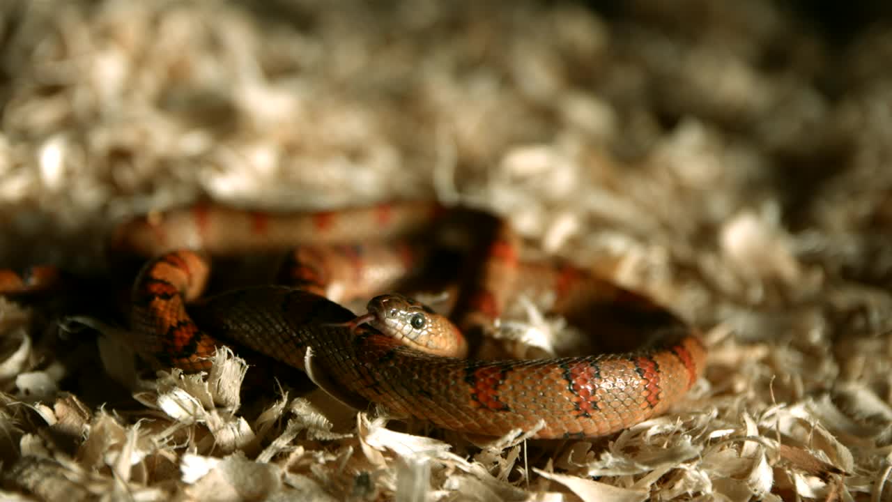 Free Video Stock Snake With Tongue Out In A Slow Motion Live Wallpaper - Free Download