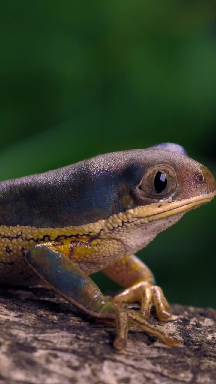 Stock Video Multicolor Frog Closing Its Eyes Closeup Shot Live Wallpaper - Free Download