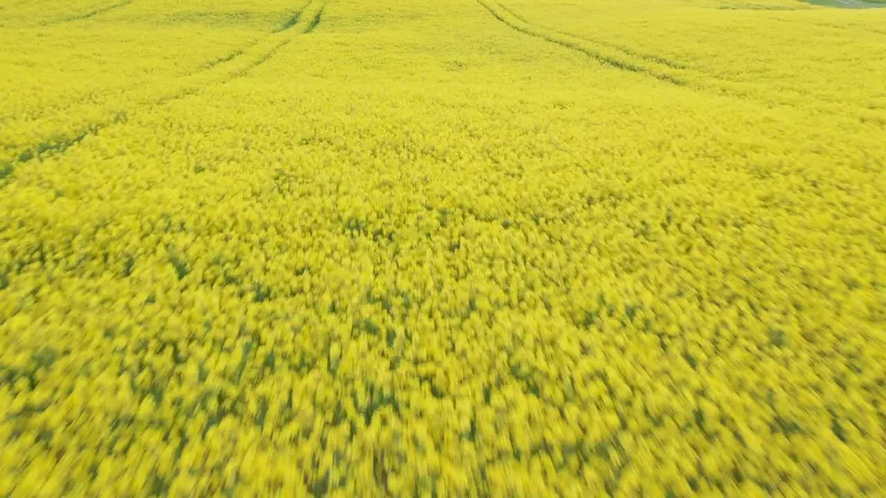 Stock Video Drone Flying Over Fresh Crops Live Wallpaper For PC - Free Download