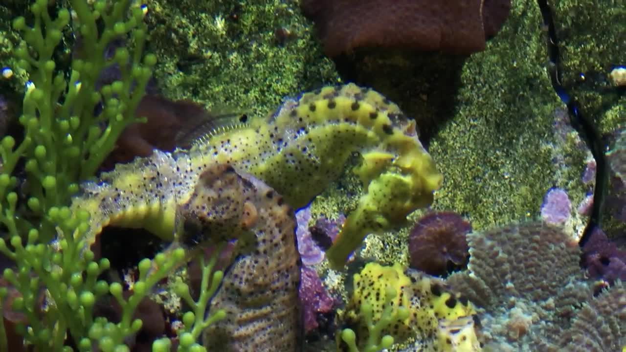 Free Stock Video Seahorses In A Fish Tank Close Up Live Wallpaper - Free Download