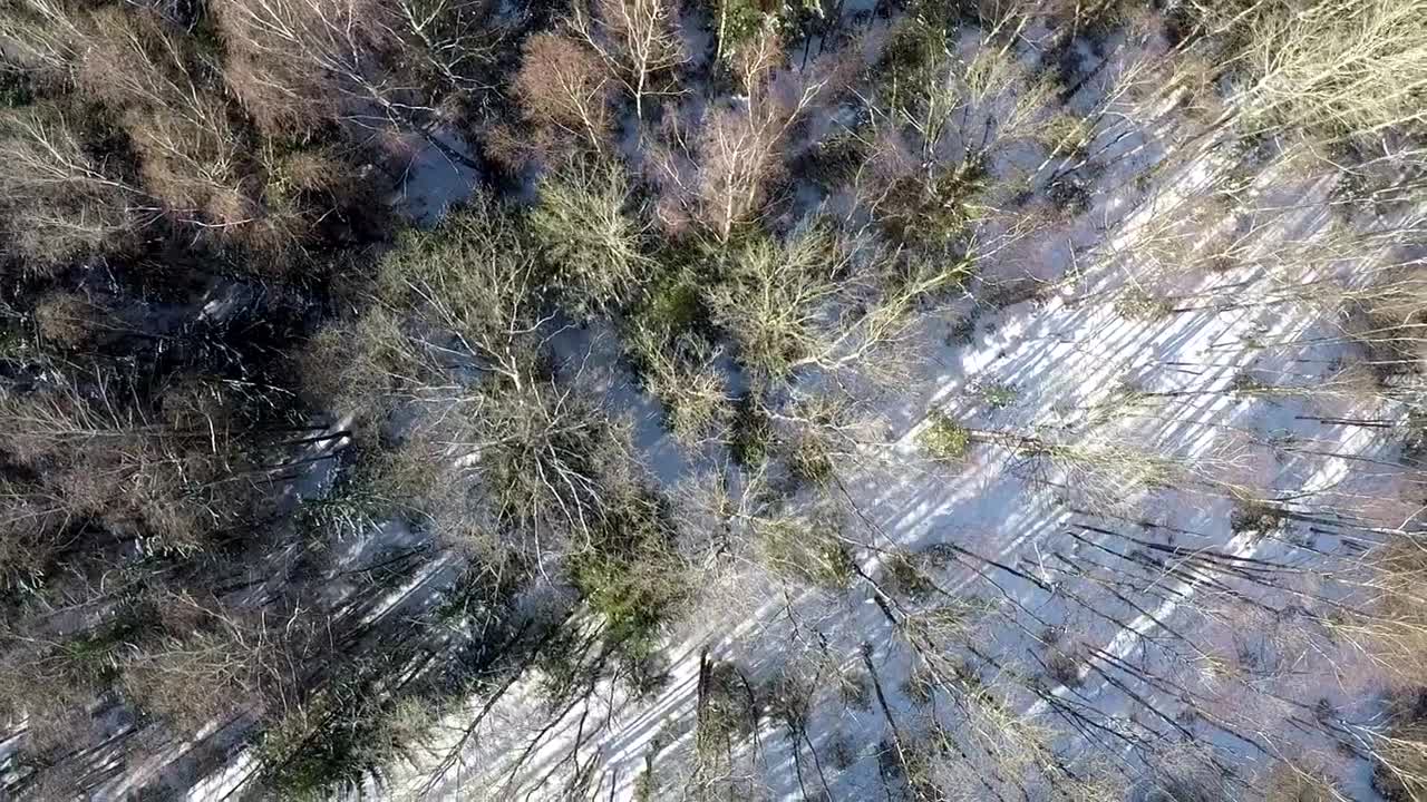 Stock Video Forest After Snow Has Fallen Live Wallpaper For PC - Free Download