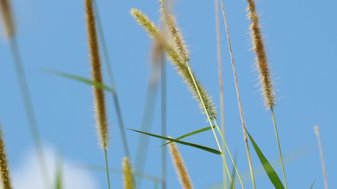 Free Video Stock tall grass against a summer sky Live Wallpaper - Free Download