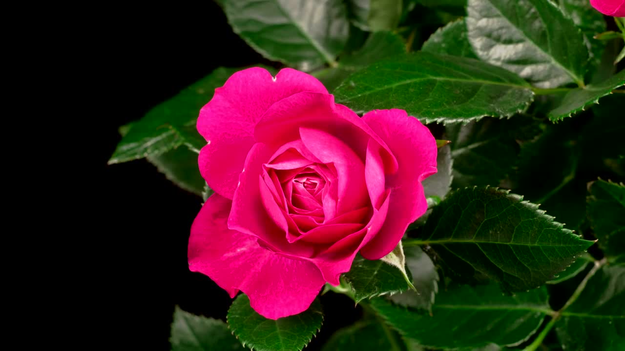 Video Stock Pink Rose On The Bush Opens Live Wallpaper Free - Free Download