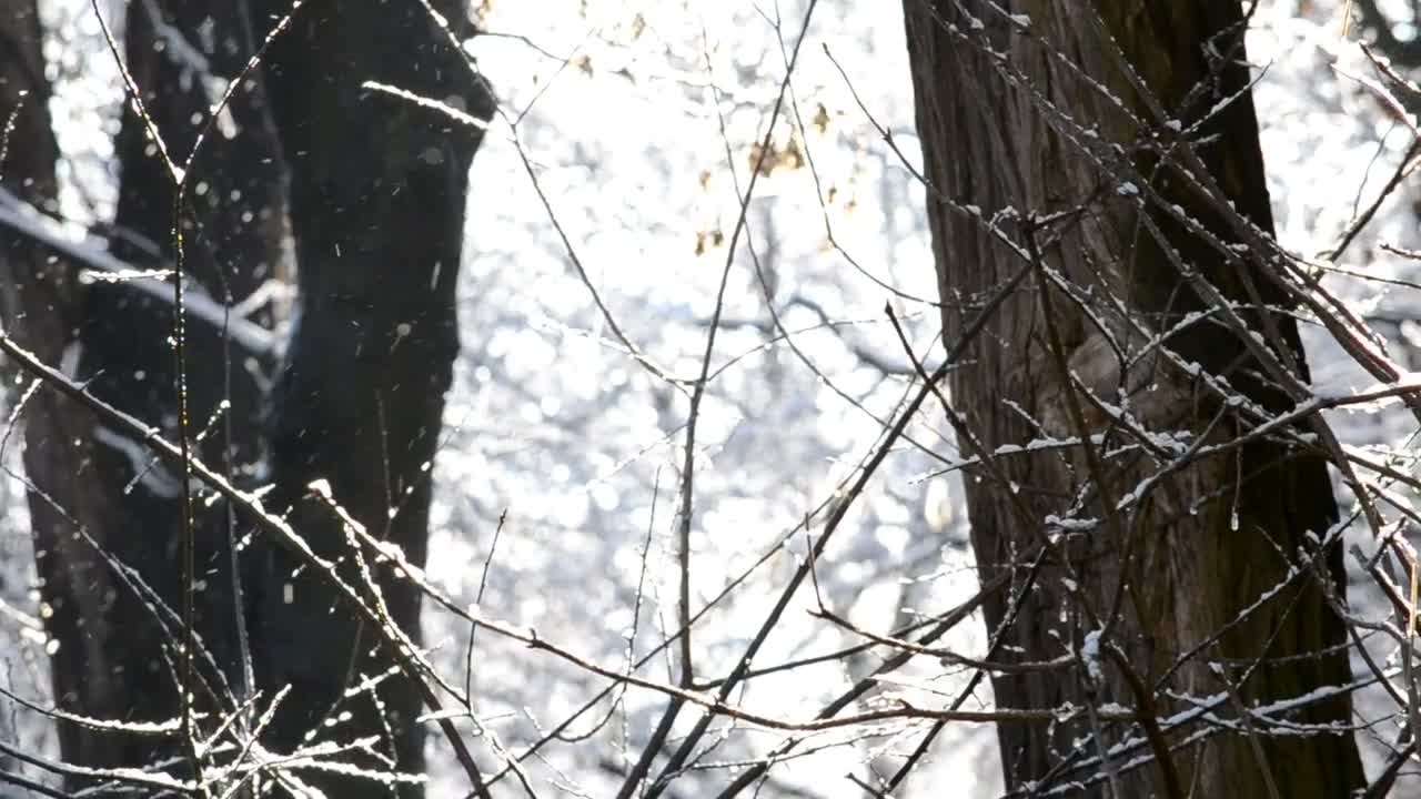 Free Video Stock Snow Falling Softly Against A Forest Live Wallpaper - Free Download