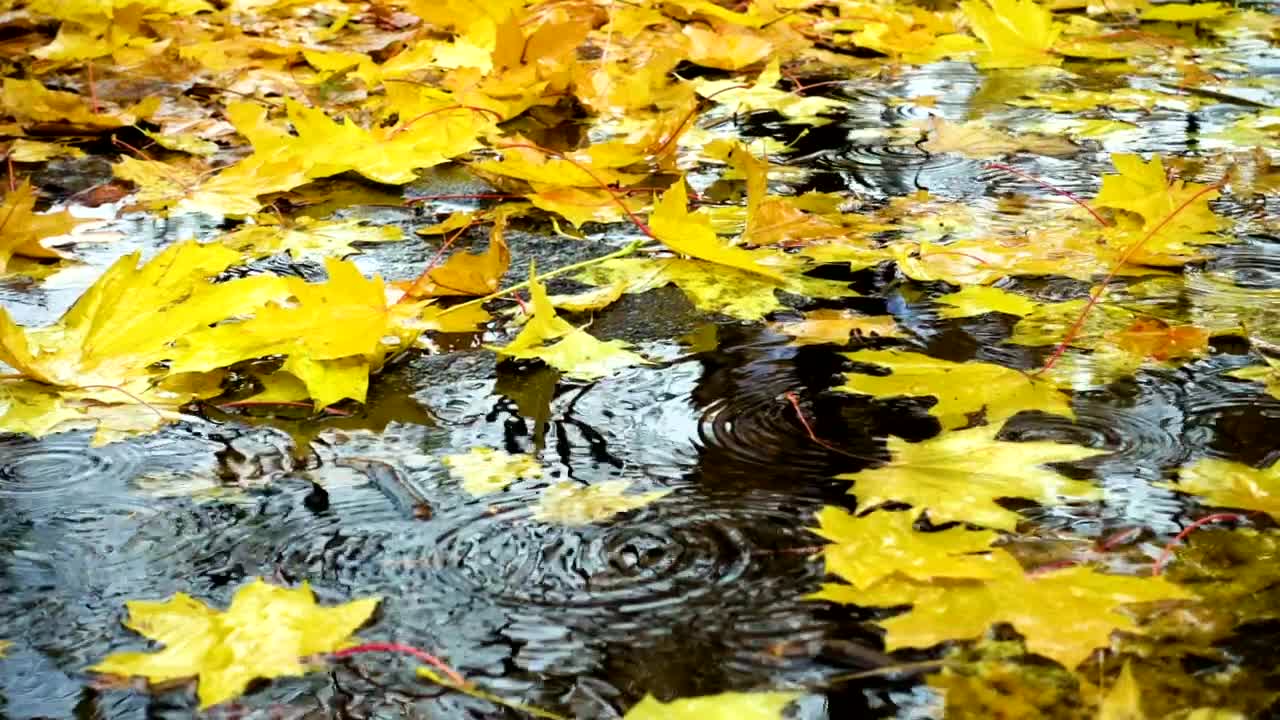 Video Stock Raining Over The Maple Leaves In The Ground Live Wallpaper Free - Free Download