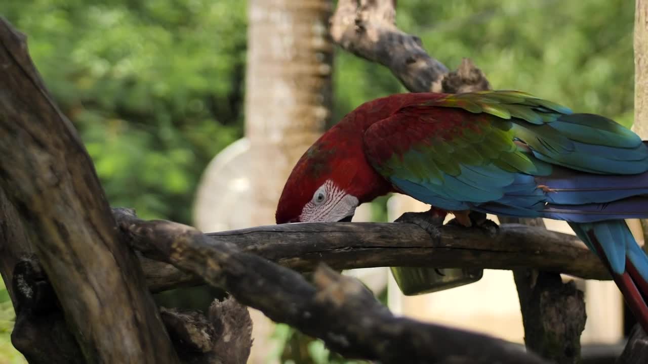 Stock Video Macaw Parrot Feeding On A Branch Animated Wallpaper - Free Download
