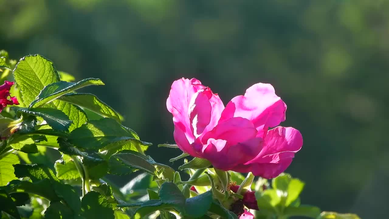Video Stock Pink Flower Blooming Live Wallpaper Free - Free Download