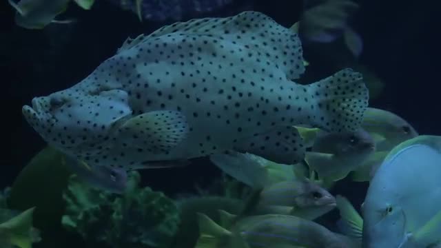 Stock Video Large Fish In An Aquarium Smal Animated Wallpaper - Free Download