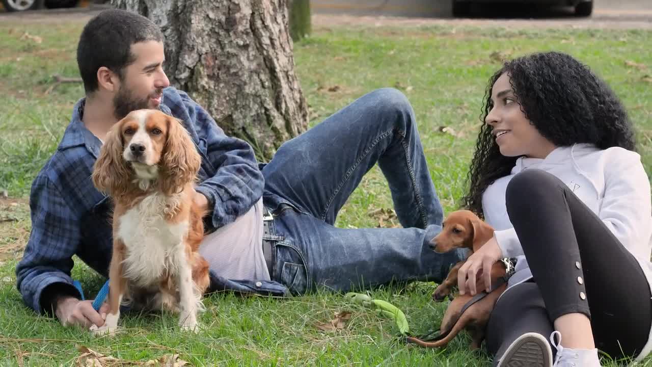 Stock Video Couple Lying Down In A Park Resting With Their Pets Live Wallpaper For PC - Free Download