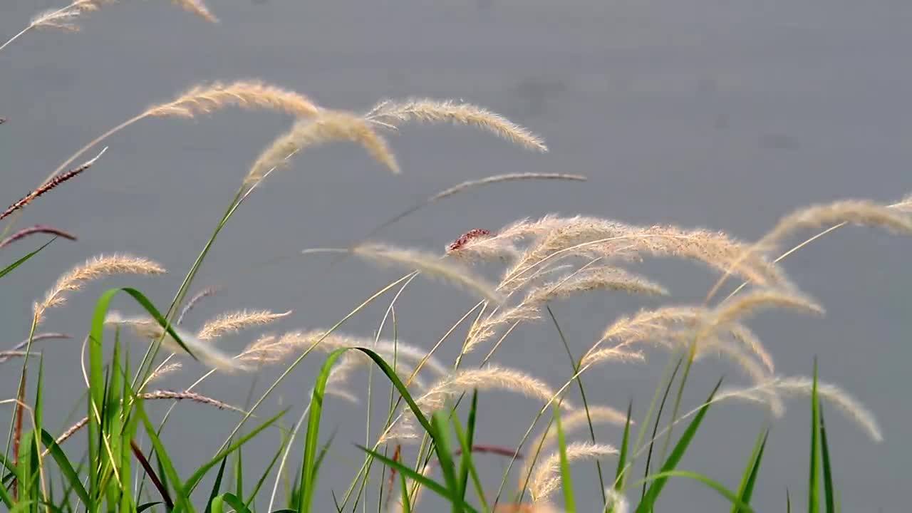 Stock Video Grass Swaying By A Lake Live Wallpaper For PC - Free Download
