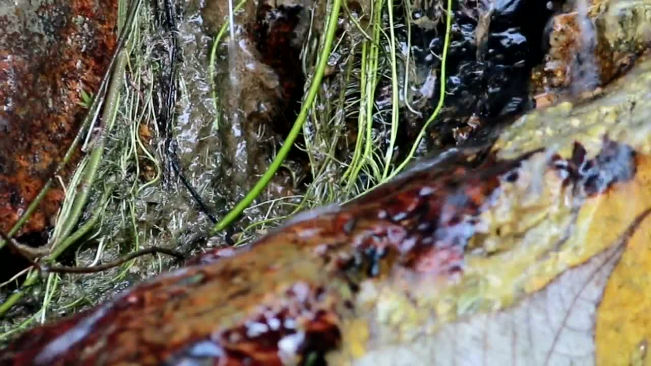 Video Stock Rain Water Running Through Woodland Live Wallpaper Free - Free Download