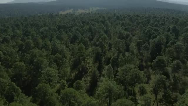 Stock Video Large Forest Of Abundant Trees From Above Smal Animated Wallpaper - Free Download