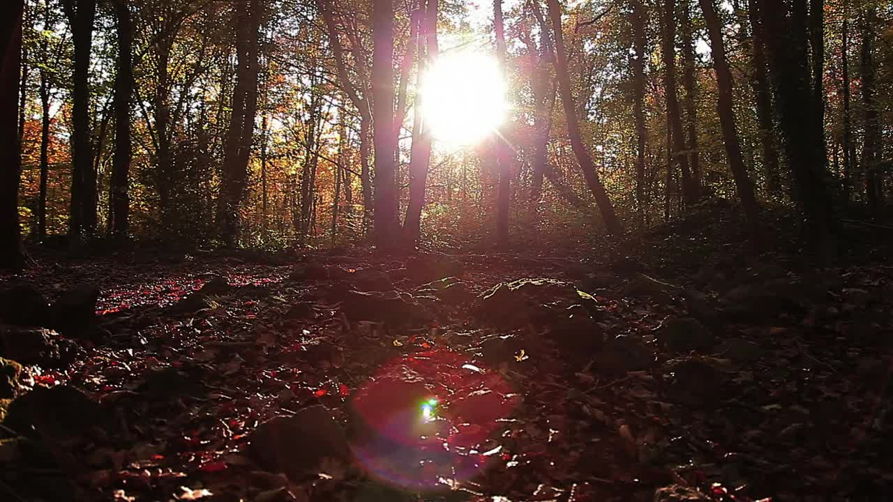 Video Stock Camera Moving Through An Autumn Forest Live Wallpaper For PC - Free Download