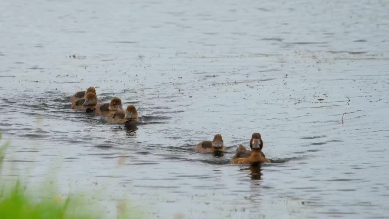 Stock Video Duck With Ducklings Swimming In The Lake Live Wallpaper For PC - Free Download