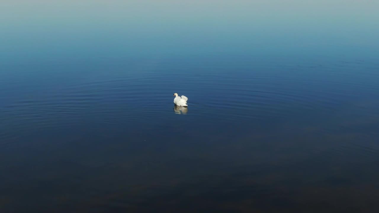 Free Video Stock swans searching for food Live Wallpaper - Free Download
