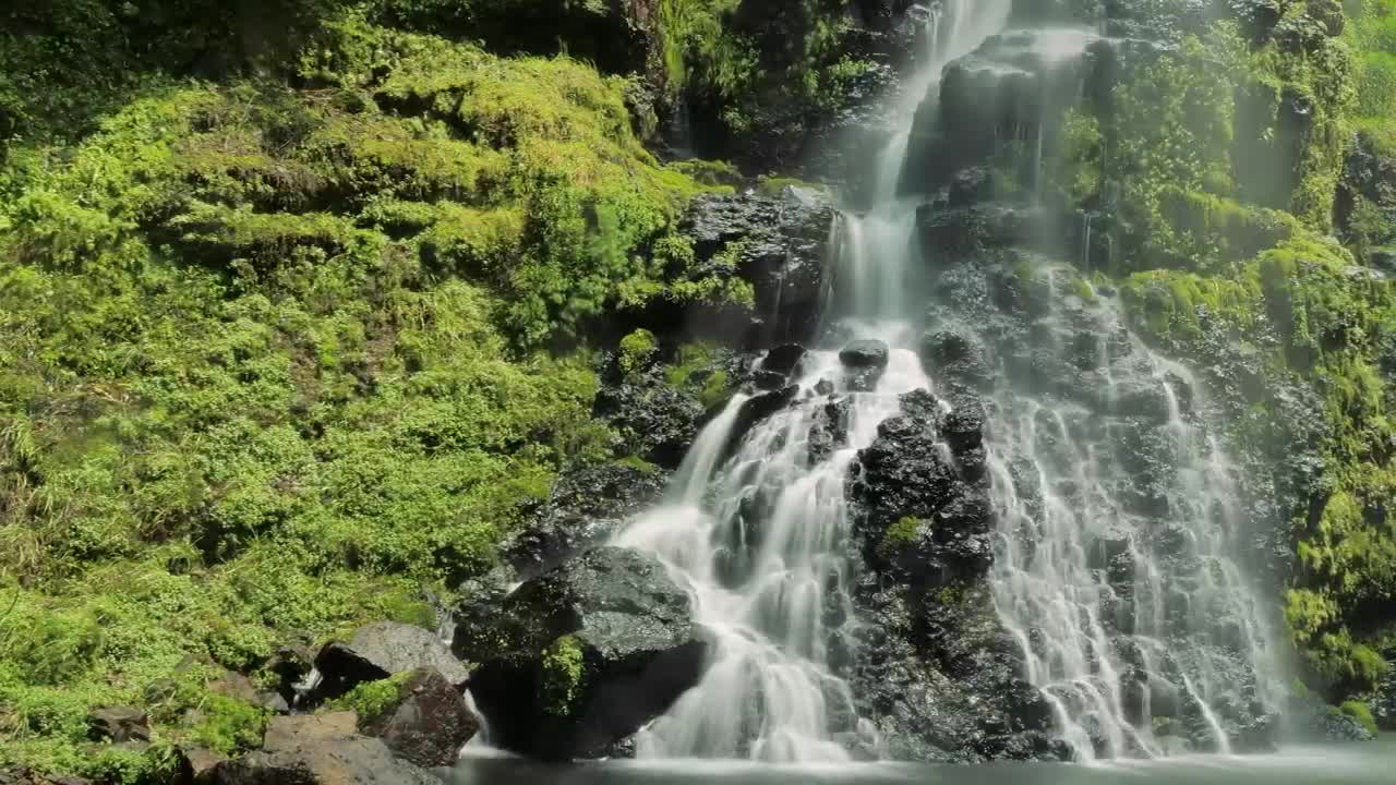 Stock Video Lush Waterfall In Forest Animated Wallpaper - Free Download