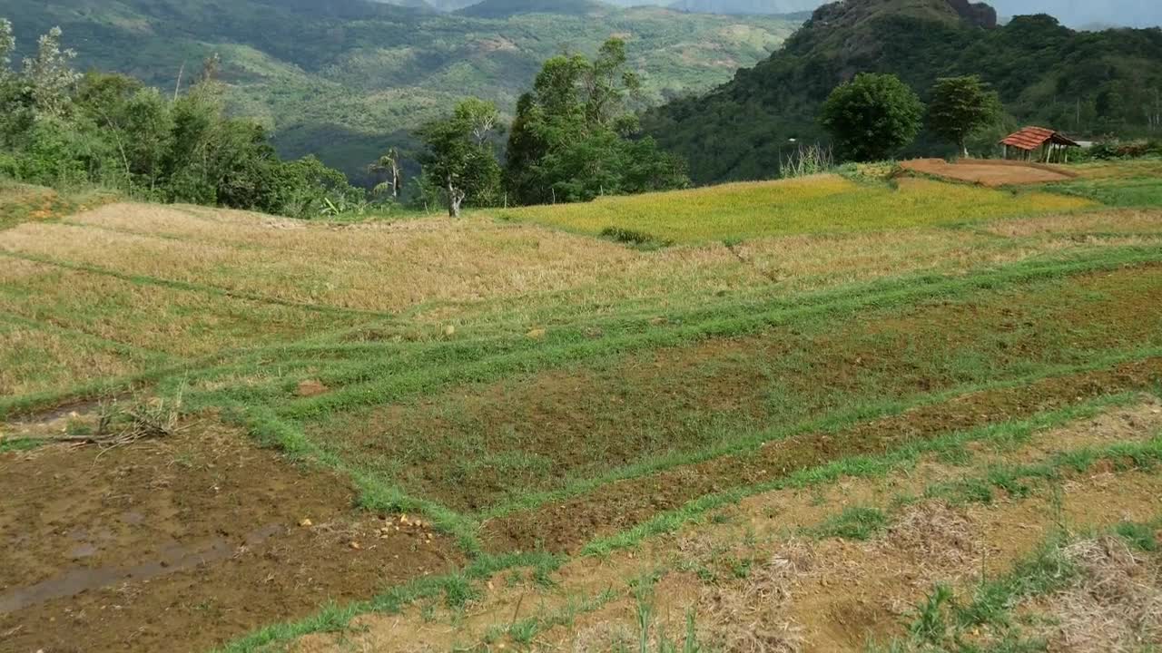Free Stock Video Rice Fields And The Mountains In Sri Lanka Live Wallpaper - Free Download