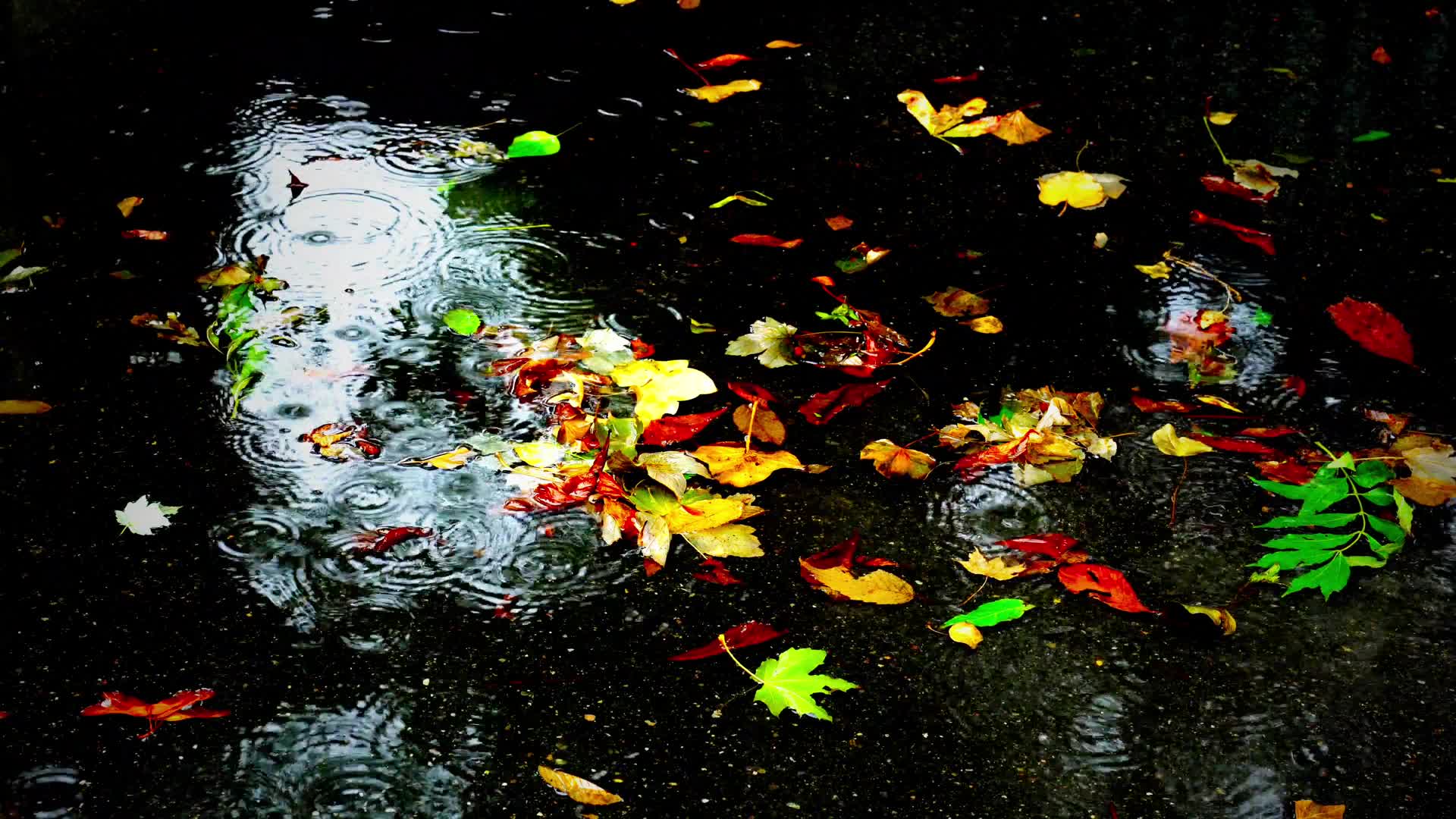 Autumn Rain Live Wallpaper - Free Download