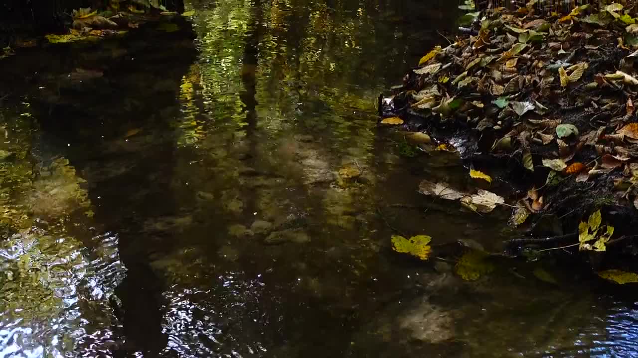 Stock Video Forest Stream With Fallen Leaves Live Wallpaper For PC - Free Download