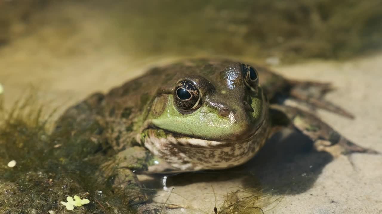 Stock Video Frog Sitting Inside A River Live Wallpaper For PC - Free Download
