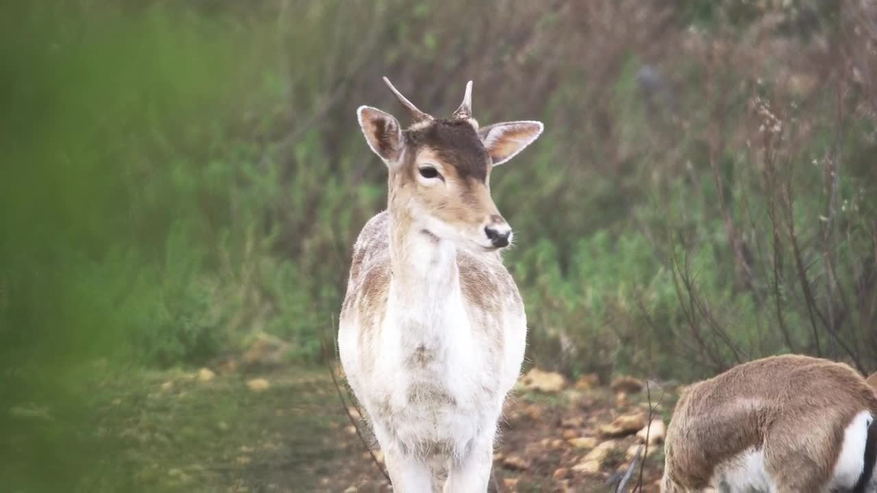Stock Video Deer Looking At The Camera In The Forest Live Wallpaper For PC - Free Download