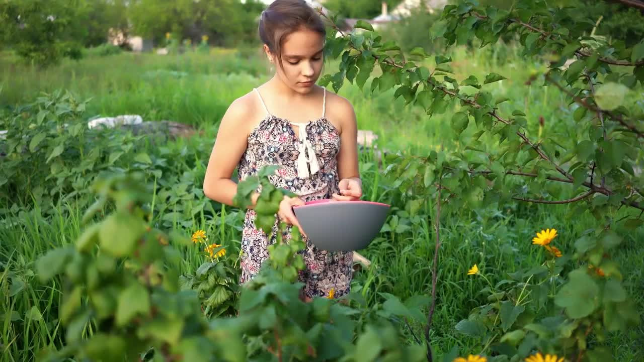 Free Stock Video Young Woman Picking Berries In The Field Live Wallpaper - Free Download