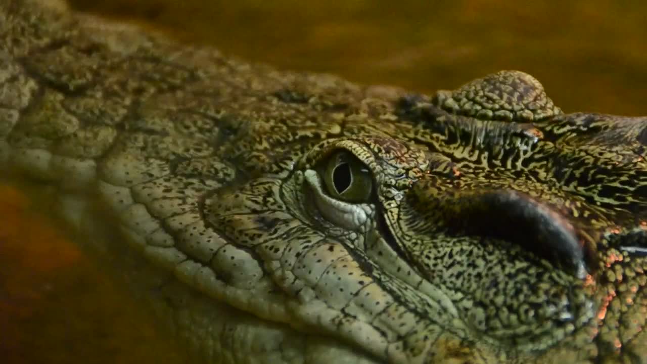 Stock Video Crocodile In Captivity Close Up Live Wallpaper For PC - Free Download