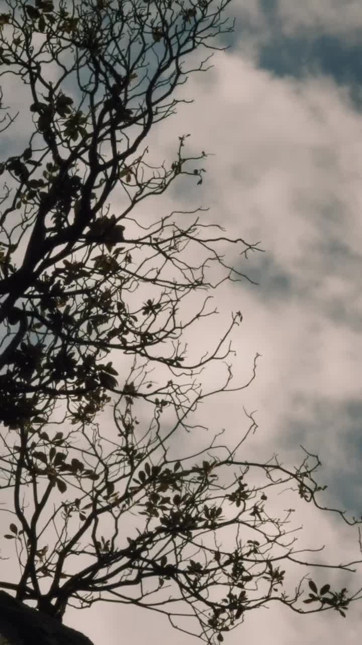 Stock Video Dry Tree With A Few Leaves On Top Of A Live Wallpaper For PC - Free Download