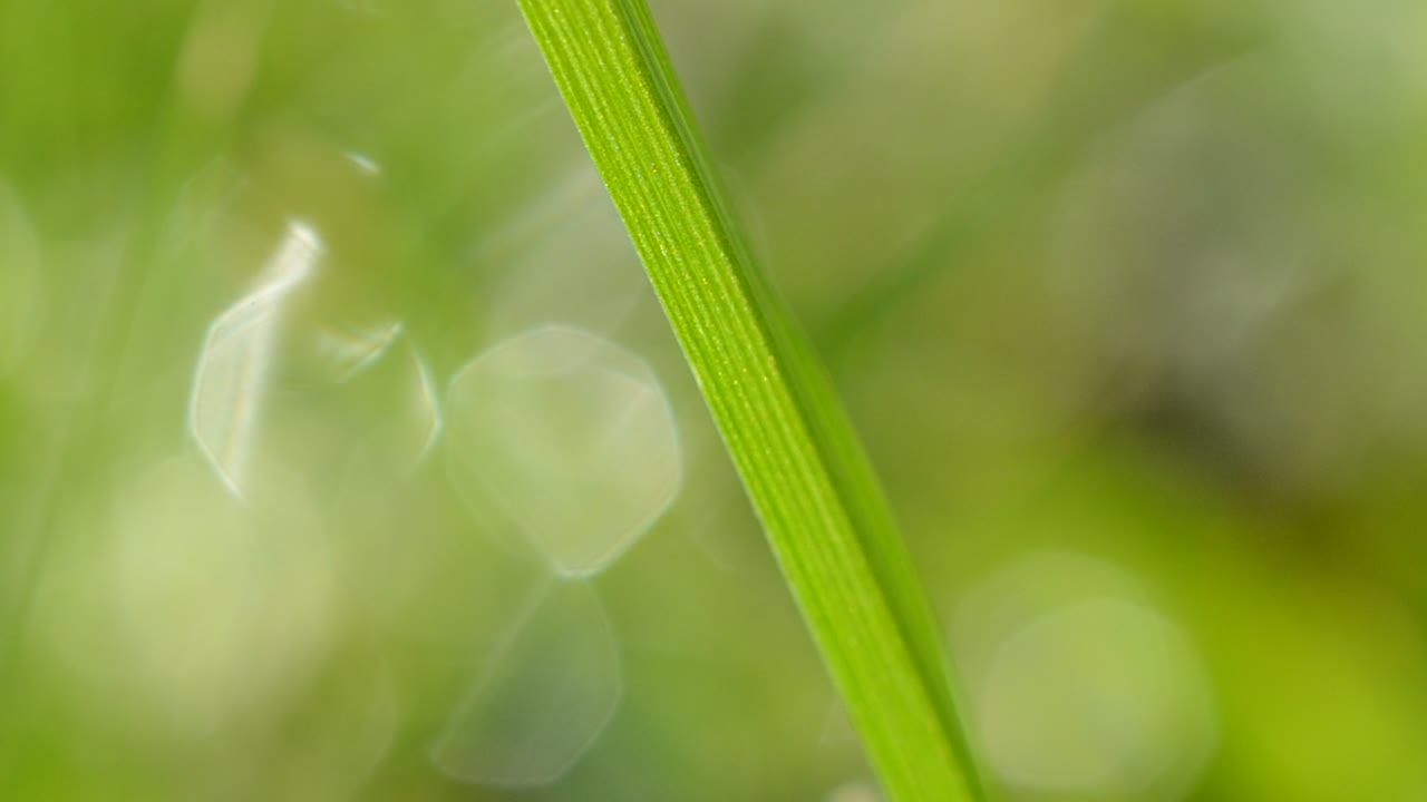Free Stock Video Single Blade Of Grass In Focus Live Wallpaper - Free Download