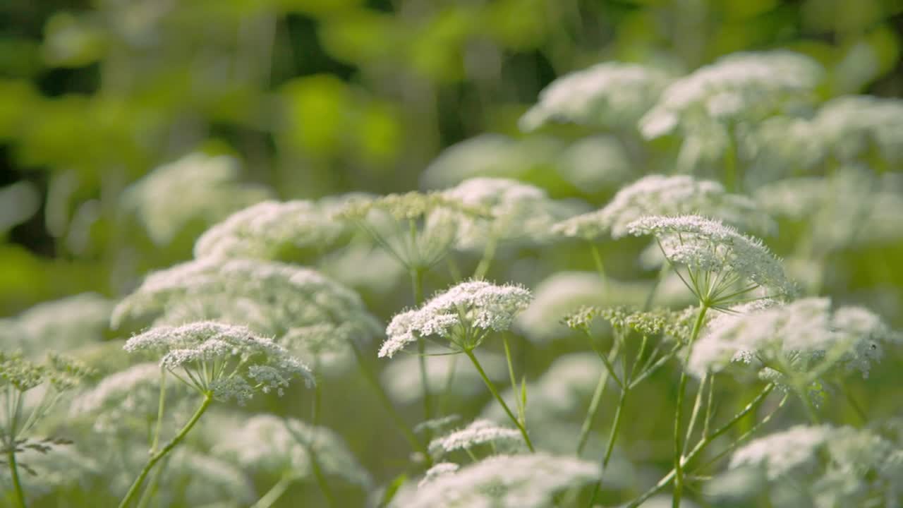 Stock Footage White Wildflowers In Summer Live Wallpaper - Free Download