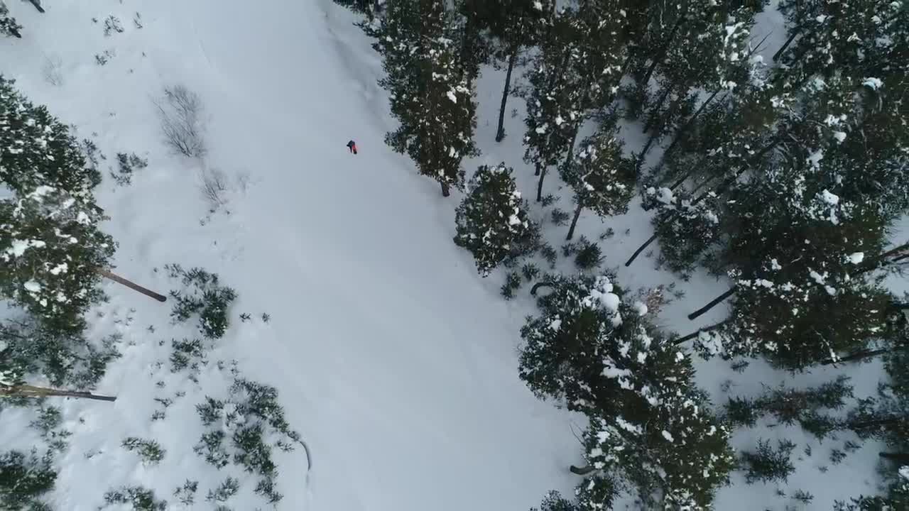 Free Video Stock Snowboarding Through A Forest Live Wallpaper - Free Download