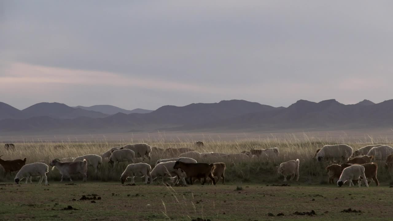 Free Stock Video Sheep And Goats Walking Through Grass Field Live Wallpaper - Free Download
