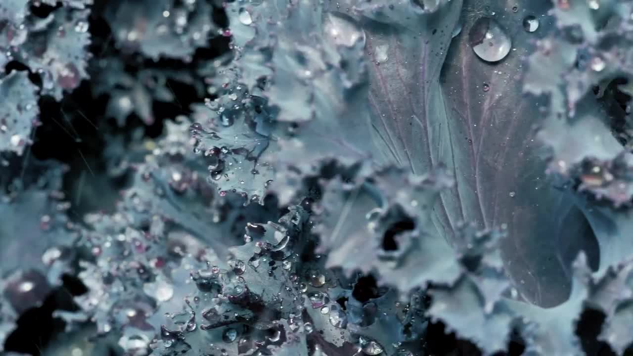Stock Footage Wet Purple Lettuce Live Wallpaper - Free Download