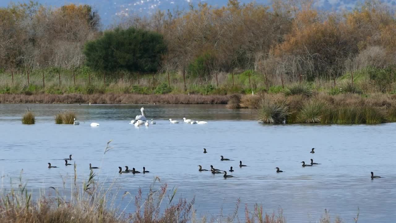 Stock Video Ducks And Swans In A Lake Live Wallpaper For PC - Free Download