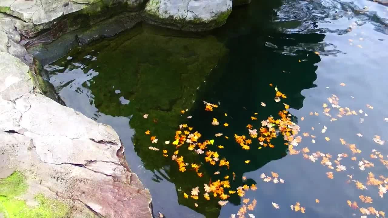Free Stock Video Rose Leaves Floating In A Pond Live Wallpaper - Free Download