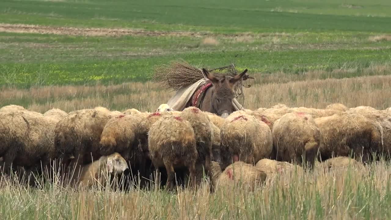 Stock Video Donkey Surrounded By Sheep Live Wallpaper For PC - Free Download