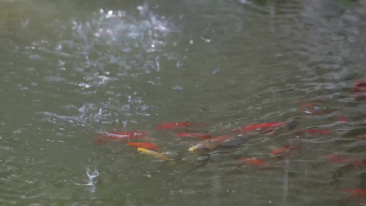 Video Stock Rain Splashing On A Fish Pond Live Wallpaper Free - Free Download