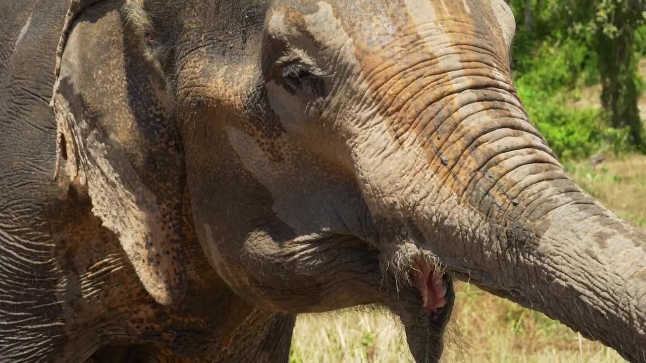 Stock Footage Wet Elephant In The Savanna Live Wallpaper - Free Download