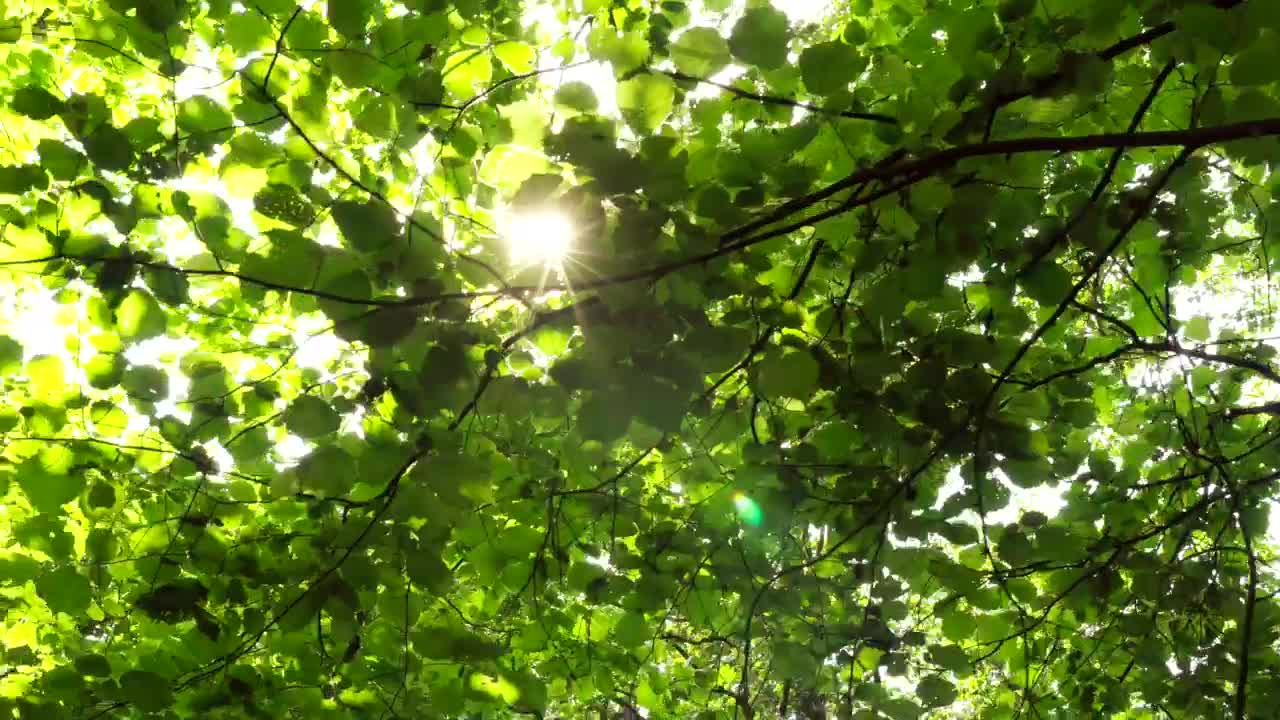 Free Video Stock sunshine through green leaves Live Wallpaper - Free Download