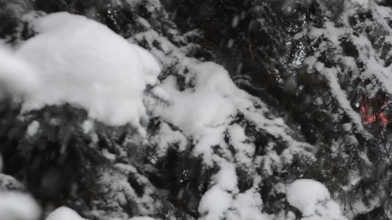 Stock Video Looking Around As Heavy Snow Falls Animated Wallpaper - Free Download