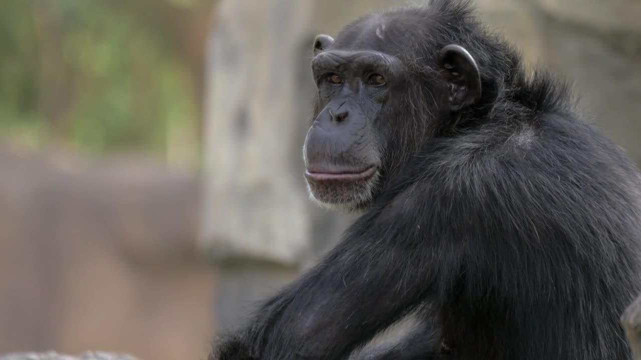 Video Stock Chimpanzee Opening Their Mouth Live Wallpaper For PC - Free Download