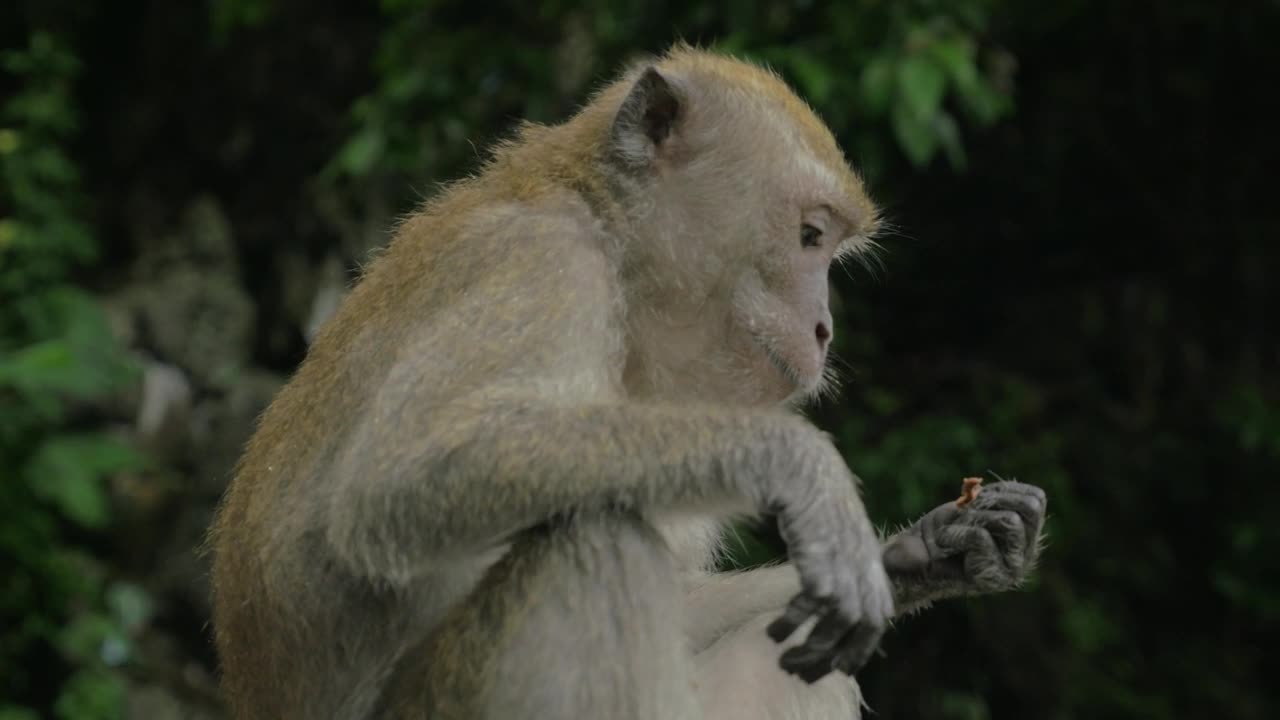 Stock Video Macaque Eating In Malaysia Animated Wallpaper - Free Download
