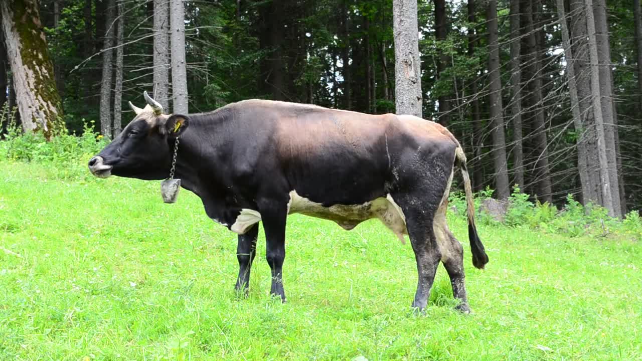 Stock Video Cow On A Mountain Field Live Wallpaper For PC - Free Download