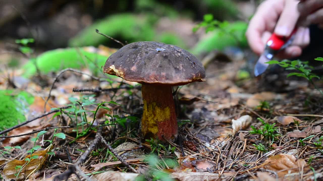 Stock Video Harvesting Wild Mushrooms Animated Wallpaper - Free Download