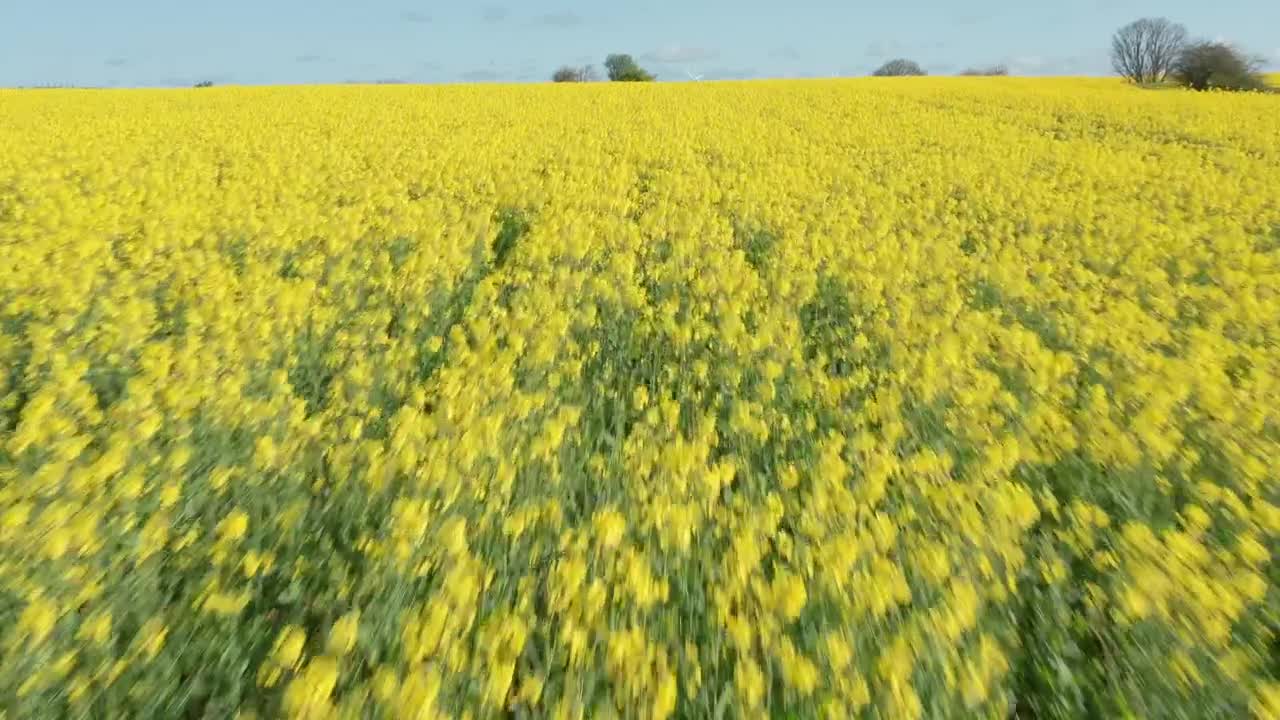 Stock Video Drone Flying Low Over Crops Live Wallpaper For PC - Free Download