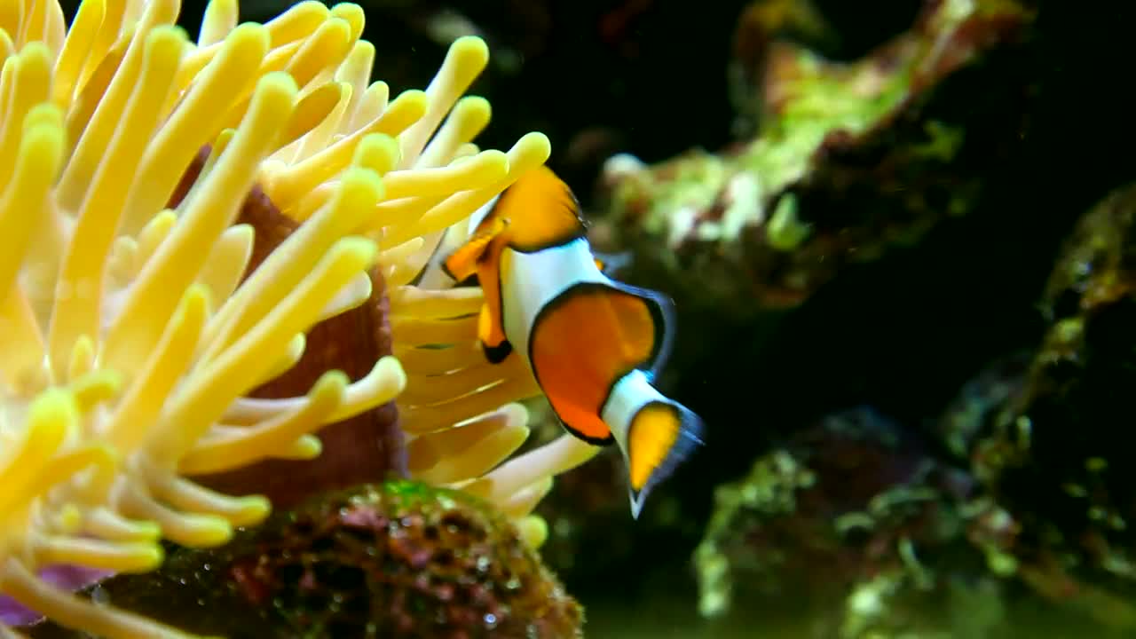Stock Video Clown Fish In The Reef Live Wallpaper For PC - Free Download