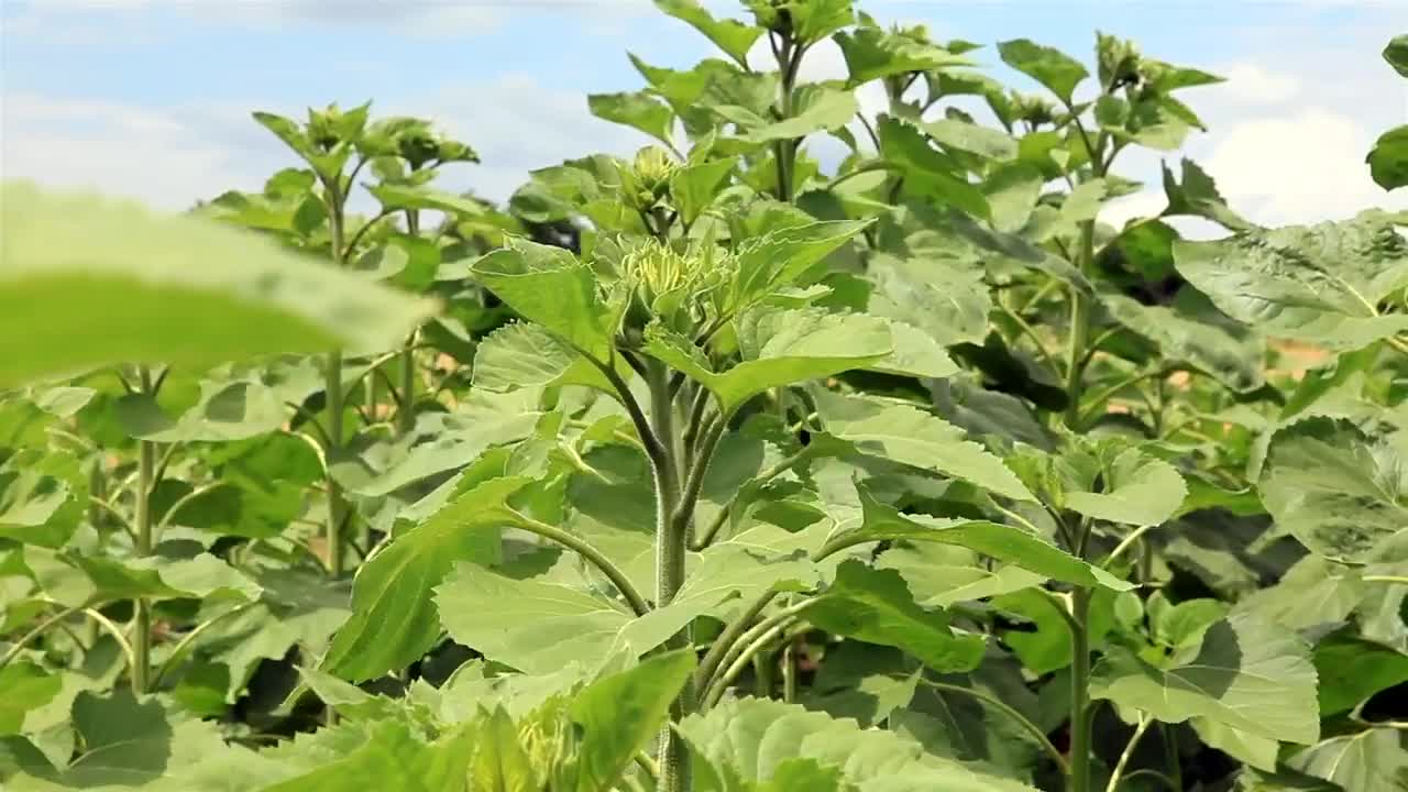 Free Video Stock Sunflowers Early In The Year Live Wallpaper - Free Download